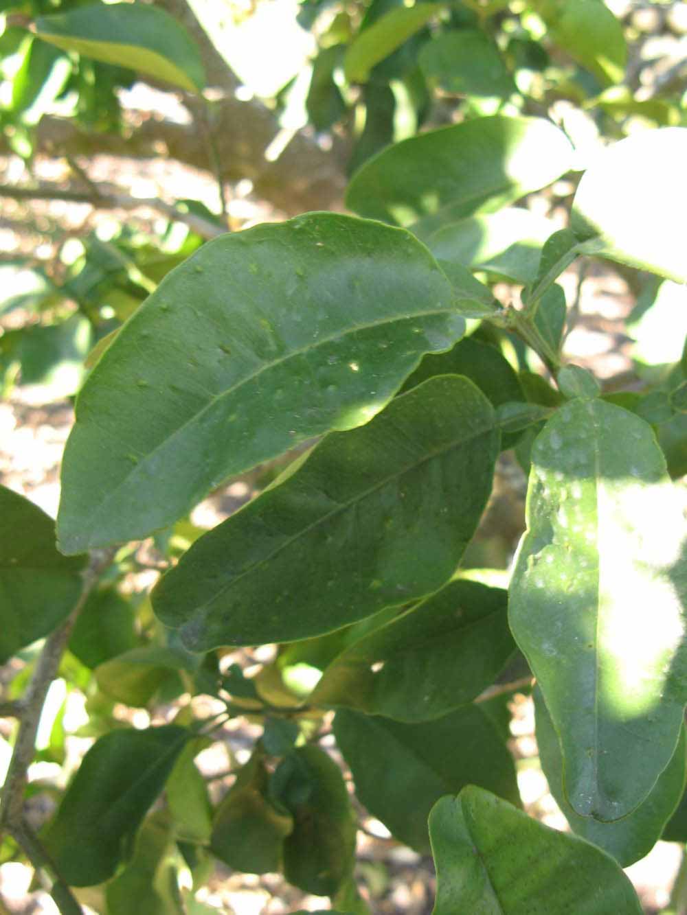            Shade leaves (Winter Haven, FL)   